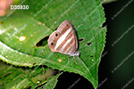 Pareuptychia ocirrhoe